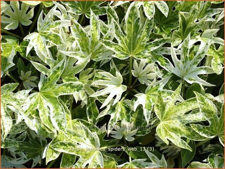Fatsia japonica &#039;Spider&#039;s Web&#039; | Vingerplant | Zimmeraralie | Fatsi