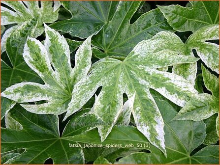 Fatsia japonica &#039;Spider&#039;s Web&#039; | Vingerplant | Zimmeraralie | Fatsi