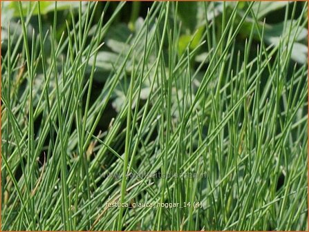 Festuca glauca &#039;Hoggar&#039; | Blauw schapengras, Zwenkgras, Schapengras | Blauschwingel