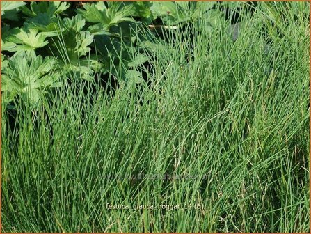 Festuca glauca &#039;Hoggar&#039; | Blauw schapengras, Zwenkgras, Schapengras | Blauschwingel