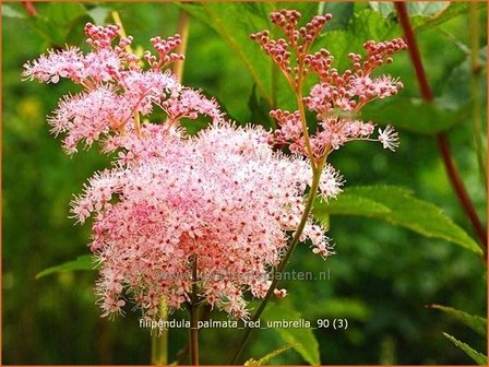 Filipendula palmata &#039;Red Umbrella&#039; | Moerasspirea