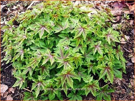 Filipendula palmata &#039;Red Umbrella&#039; | Moerasspirea