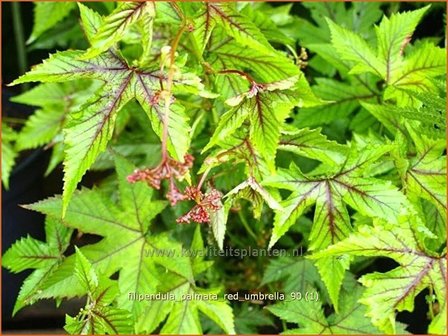 Filipendula palmata &#039;Red Umbrella&#039; | Moerasspirea