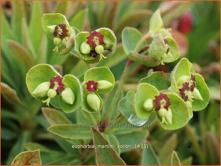 Euphorbia martinii &#039;Kolibri&#039; | Wolfsmelk | Busch-Wolfsmilch