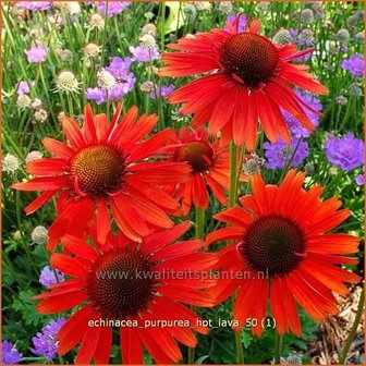 Echinacea purpurea 'Hot Lava' | Zonnehoed