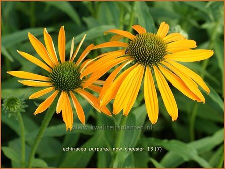 Echinacea purpurea &#039;Now Cheesier&#039; | Zonnehoed