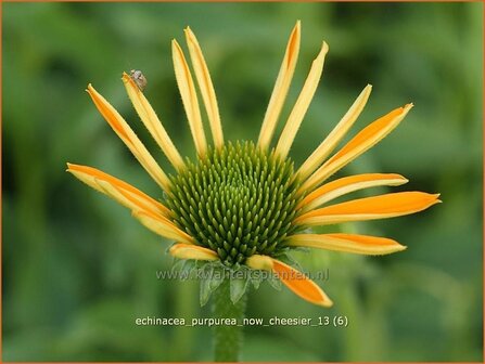 Echinacea purpurea &#039;Now Cheesier&#039; | Zonnehoed