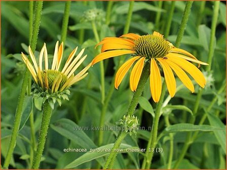 Echinacea purpurea &#039;Now Cheesier&#039; | Zonnehoed