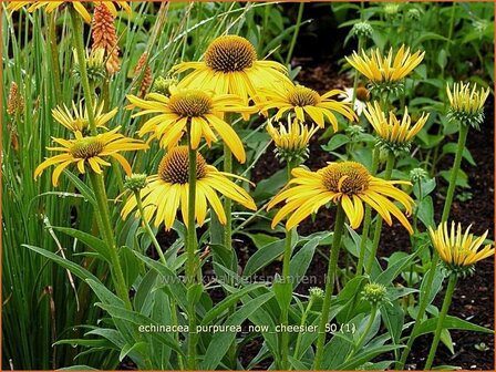 Echinacea purpurea &#039;Now Cheesier&#039; | Zonnehoed