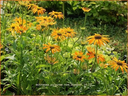 Echinacea purpurea &#039;Now Cheesier&#039; | Zonnehoed