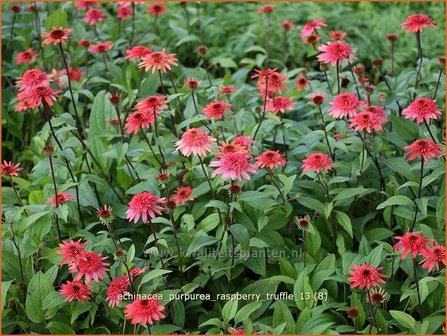 Echinacea purpurea &amp;#39;Raspberry Truffle&amp;#39; | Rode zonnehoed, Zonnehoed | Roter Sonnenhut