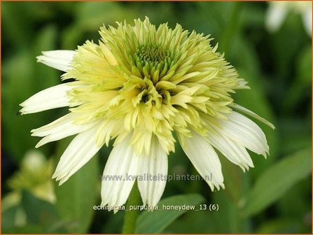 Echinacea purpurea &#039;Honeydew&#039; | Rode zonnehoed, Zonnehoed | Roter Sonnenhut