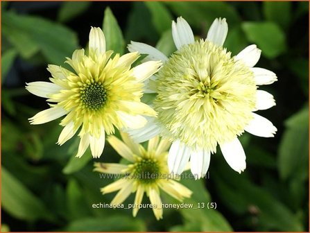 Echinacea purpurea &#039;Honeydew&#039; | Rode zonnehoed, Zonnehoed | Roter Sonnenhut