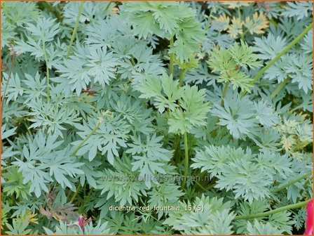 Dicentra &amp;#39;Red Fountain&amp;#39; | Gebroken hartje, Tranend hartje | Herzblume