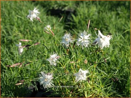 Dianthus arenarius | Zandanjer, Anjer