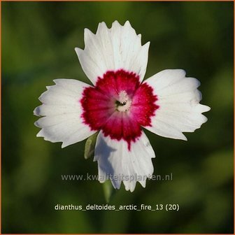 Dianthus deltoides &#039;Arctic Fire&#039; | Steenanjer, Anjer | Heidenelke