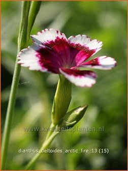 Dianthus deltoides &#039;Arctic Fire&#039; | Steenanjer, Anjer | Heidenelke