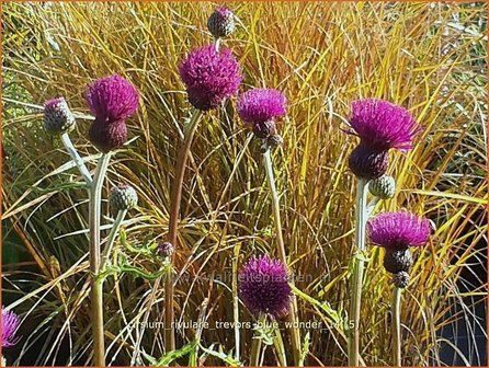 Cirsium rivulare 'Trevor's Blue Wonder' | Vederdistel