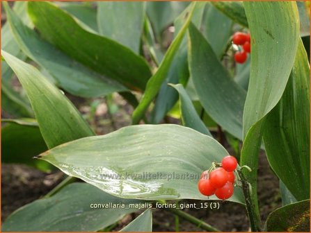 Convallaria majalis &#039;Fortin&#039;s Giant&#039; | Lelietje-van-dalen