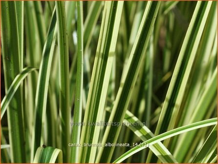 Carex brunnea &#039;Albolineata&#039; | Zegge