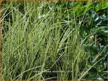 Carex brunnea &#039;Albolineata&#039; | Zegge