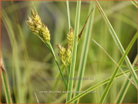 Carex brunnea 'Aureomarginata' | Zegge