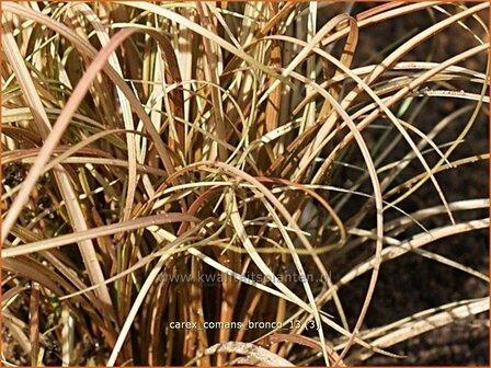 Carex comans &#039;Bronco&#039; | Zegge