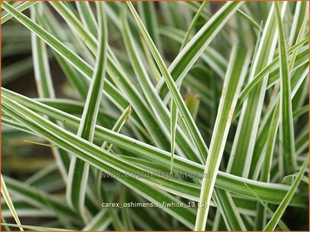 Carex oshimensis &#039;Everest&#039; | Zegge