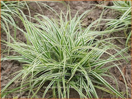 Carex oshimensis &#039;Everest&#039; | Zegge