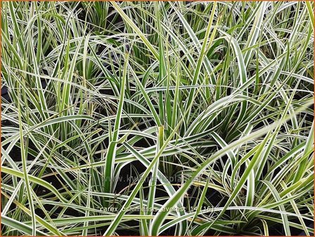 Carex oshimensis &#039;Everest&#039; | Zegge