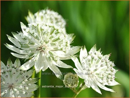 Astrantia major &#039;Superstar&#039; | Zeeuws knoopje