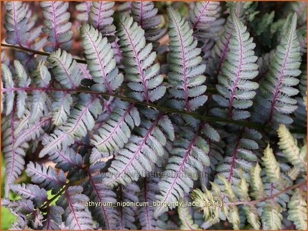 Athyrium niponicum 'Burgundy Lace' | Japanse regenboogvaren