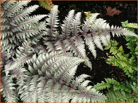 Athyrium niponicum &#039;Pewter Lace&#039; | Japanse regenboogvaren