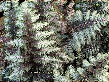 Athyrium niponicum &#039;Pewter Lace&#039; | Japanse regenboogvaren