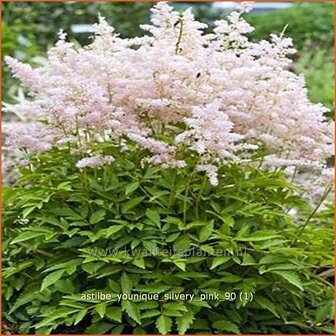Astilbe &#039;Younique Silvery Pink&#039; | Spirea