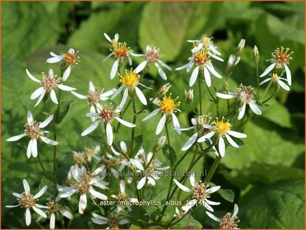 Aster macrophyllus &#039;Albus&#039; | Aster