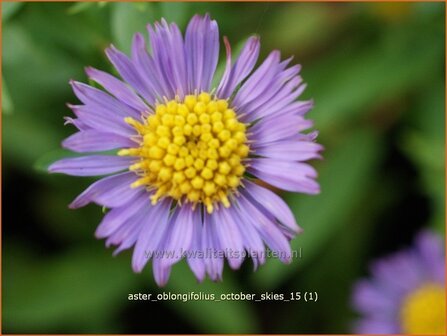 Aster oblongifolius &#039;October Skies&#039; | Aster