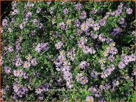 Aster oblongifolius &#039;October Skies&#039; | Aster