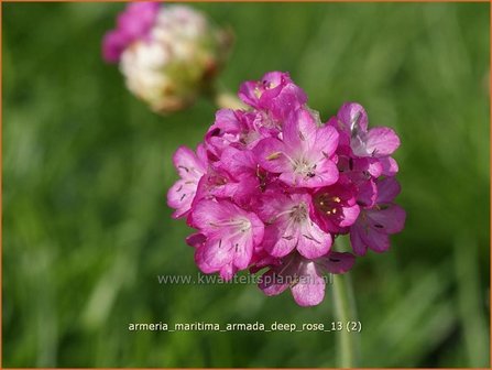 Armeria maritima &#039;Armada Deep Rose&#039; | Engels gras | Strand-Grasnelke