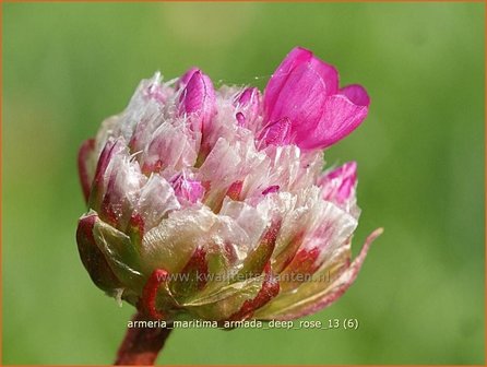 Armeria maritima &#039;Armada Deep Rose&#039; | Engels gras | Strand-Grasnelke