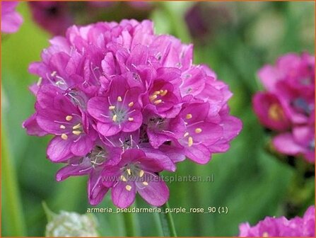 Armeria pseudarmeria &#039;Purple Rose&#039; | Engels gras