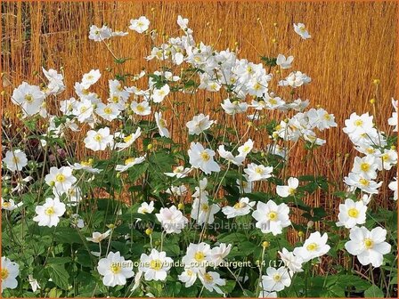 Anemone hybrida &#039;Coupe d&#039;Argent&#039; | Anemoon, Herfstanemoon, Japanse anemoon