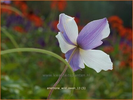 Anemone 'Wild Swan' | Anemoon