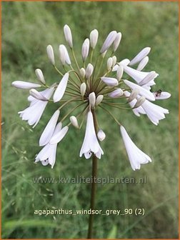 Agapanthus &#039;Windsor Grey&#039; | Kaapse lelie, Afrikaanse lelie, Liefdesbloem