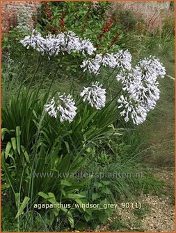 Agapanthus &#039;Windsor Grey&#039; | Kaapse lelie, Afrikaanse lelie, Liefdesbloem