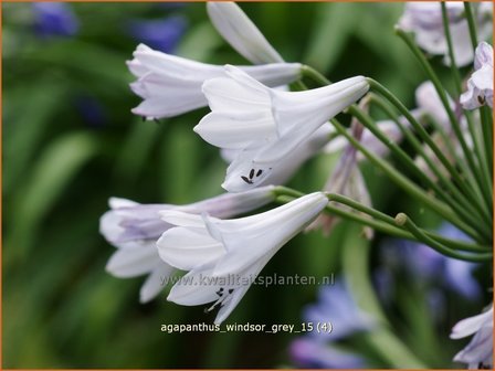 Agapanthus &#039;Windsor Grey&#039; | Afrikaanse lelie, Kaapse lelie, Liefdesbloem