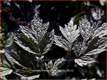 Actaea &#039;Hillside Black Beauty&#039; | Zilverkaars, Christoffelkruid