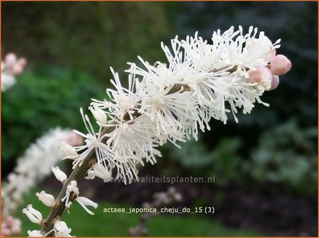 Actaea japonica &#039;Cheju-do&#039; | Zilverkaars, Oktoberkaars, Christoffelkruid