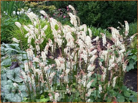 Actaea japonica &#039;Cheju-do&#039; | Zilverkaars, Oktoberkaars, Christoffelkruid