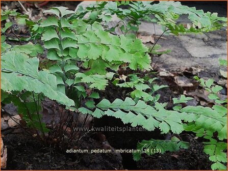 Adiantum pedatum 'Imbricatum' | Venushaar, Hoefijzervaren, Vrouwenhaar